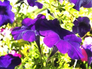 mccann_flower